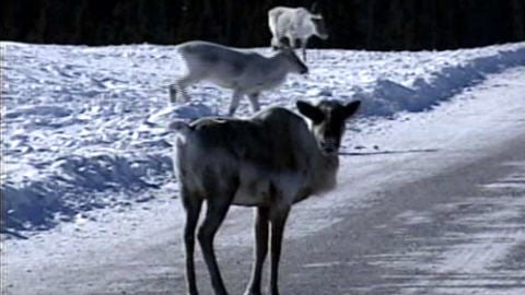 Caribou