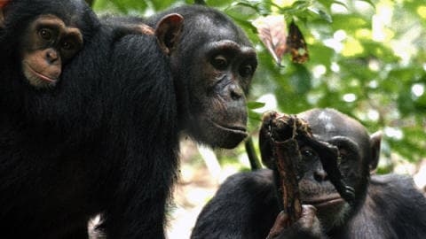 chimpanzes-viande-sexe