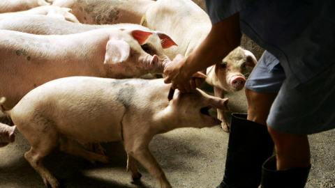 Porc