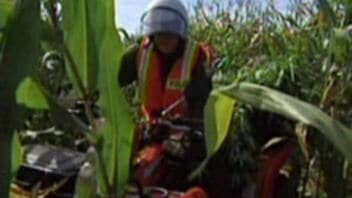 Saisie de cannabis dans un champs