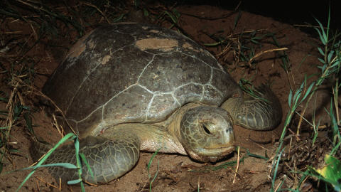 Une tortue verte dans la réserve naturelle de Galibi, au Suriname