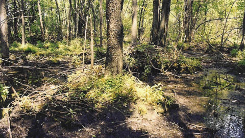 Exemple d'un milieu boisé à Laval