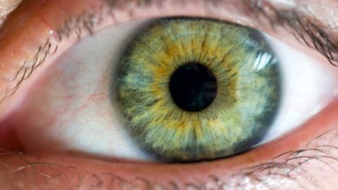 oeil-homme