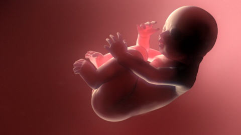 Le Foetus Insensible Avant 6 Mois Radio Canada Ca Le Foetus Insensible Avant 6 Mois Radio Canada Ca