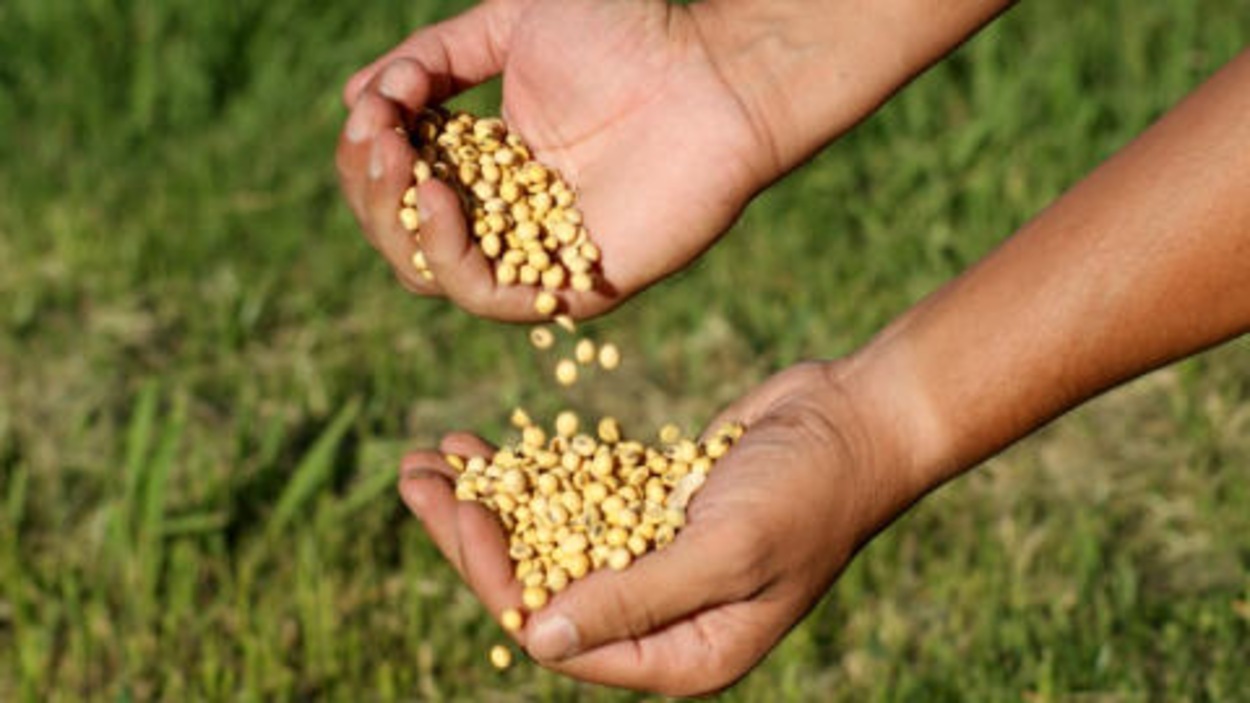 Le soya livre ses secrets | Radio-Canada