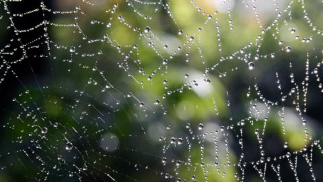 Retenir Les Lecons De L Araignee Radio Canada Ca