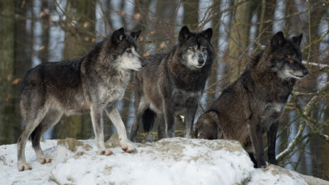 Trois loups noirs