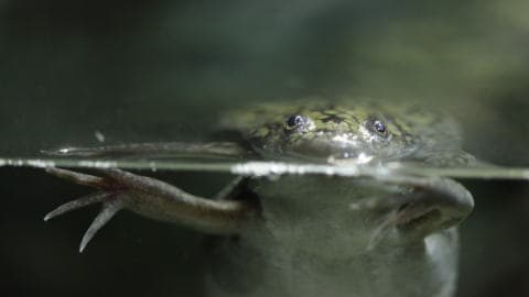 Xenopus laevis