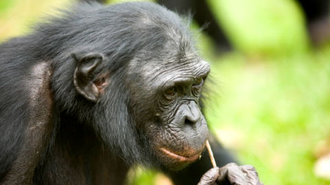 Un bonobo