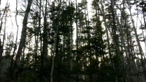 Forêt