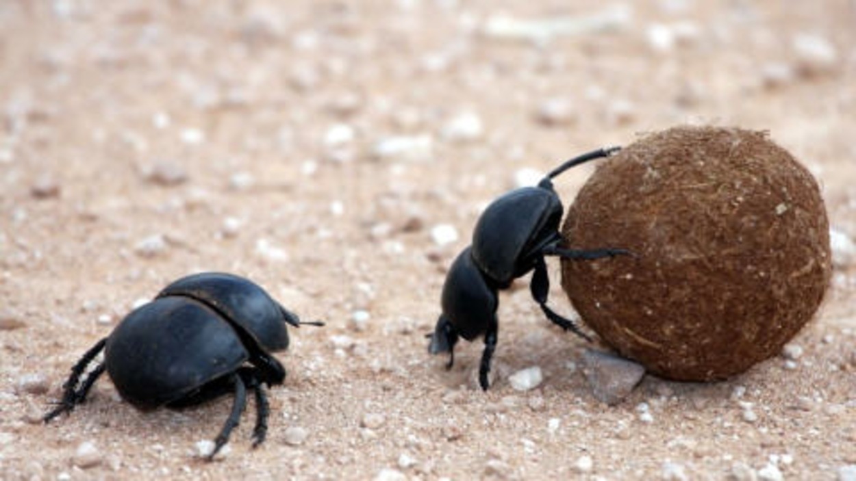 Le Scarabee Bousier Champion Du Monde Radio Canada Ca