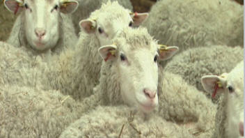 Moutons