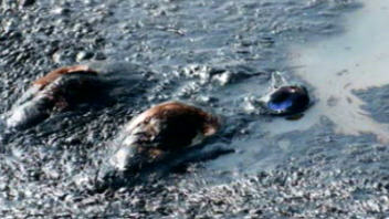 Canards morts dans un bassin de décantation de sables bitumineux
