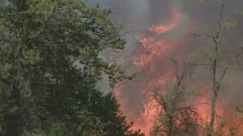 Incendie de forêt