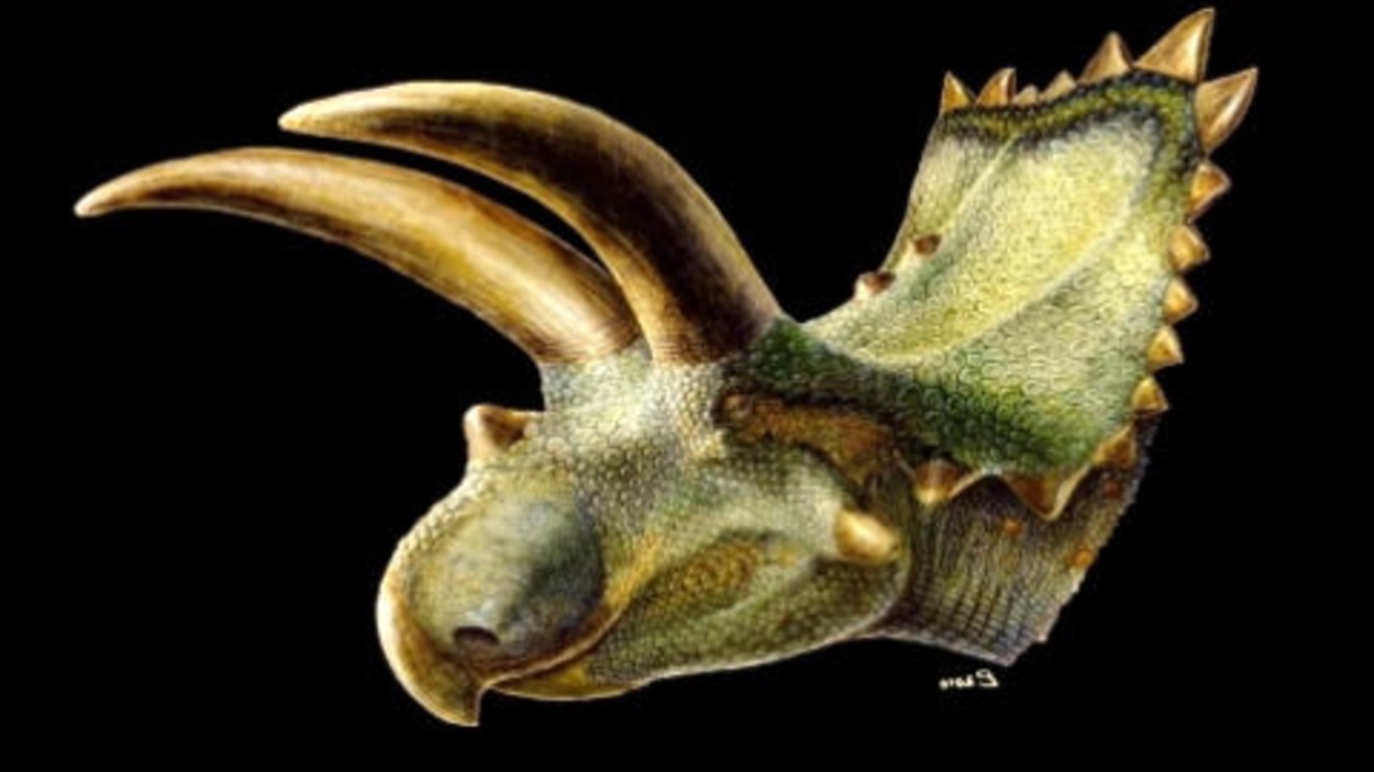 Un autre dinosaure à cornes RadioCanada