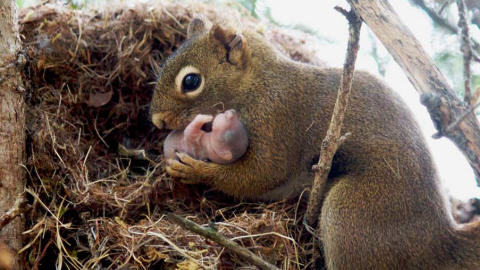 L Altruisme De L Ecureuil Radio Canada Ca L Altruisme De L Ecureuil Radio Canada Ca