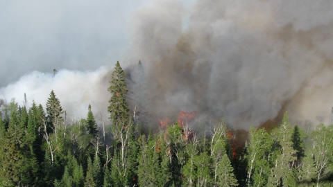 feu de forêt