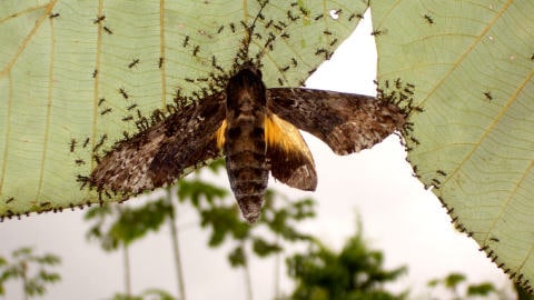 Des fourmis