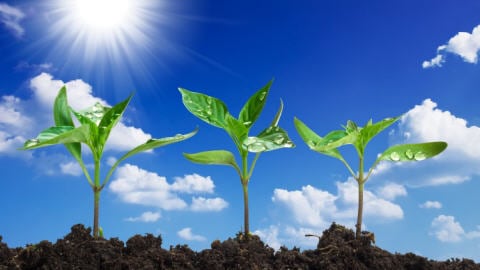 Des plantes au Soleil