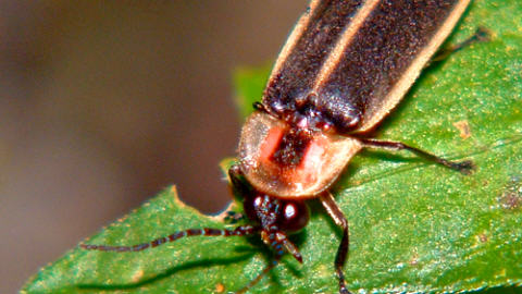 Le spectacle intéressé des lucioles | Radio-Canada