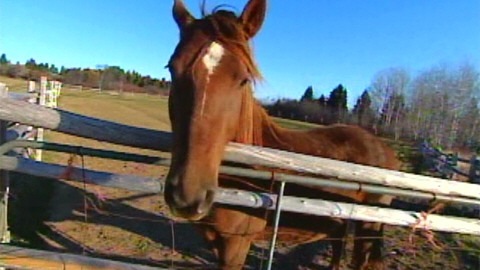 Cheval