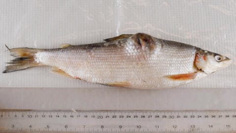 Poisson du lac Athabasca
