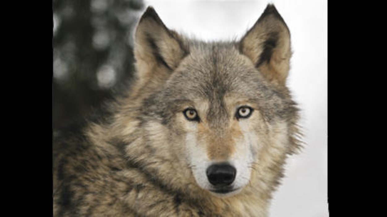 Loup gris - Bioparc