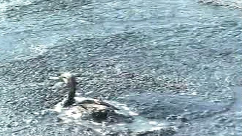Un canard englué dans un bassin de décantation de Syncrude