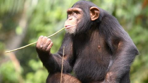 Un chimpanzé droitier