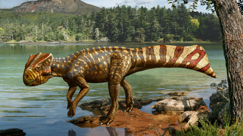 Impression artistique d'un Koreaceratops hwaseongensis