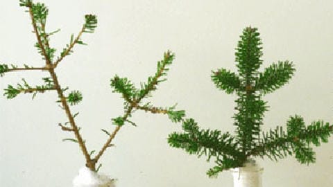 Des branches de sapins