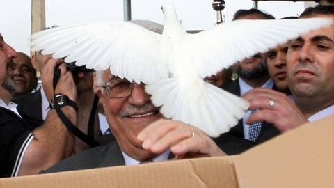 Le président de l'Autorité palestinienne, Mahmoud Abbas, a reçu la visite d'une des colombes relâchées lors d'une cérémonie au Brésil où il a posé la première pierre d'une ambassade palestinienne.