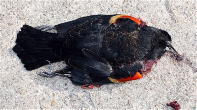 Oiseau mort à Beepe, en Arkansas