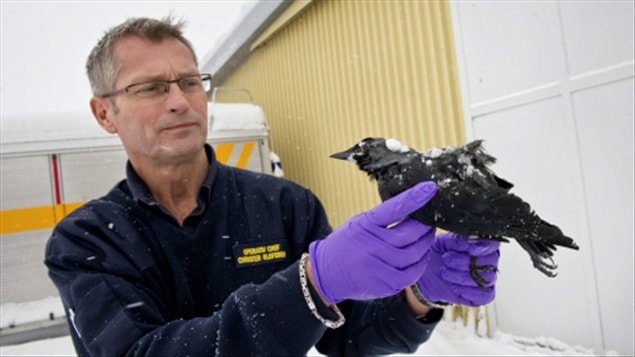Un employé des services d'urgence du village de Falköping tient la carcasse d'un des oiseaux retrouvés morts dans la petite localité de Suède.