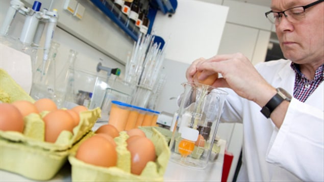 Un technicien procède à des tests sur des oeufs pour vérifier s'ils sont contaminés, en Allemagne.