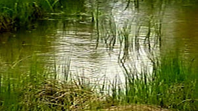 Un marais