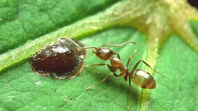 La fourmi d'Argentine, ou Linepithema humile