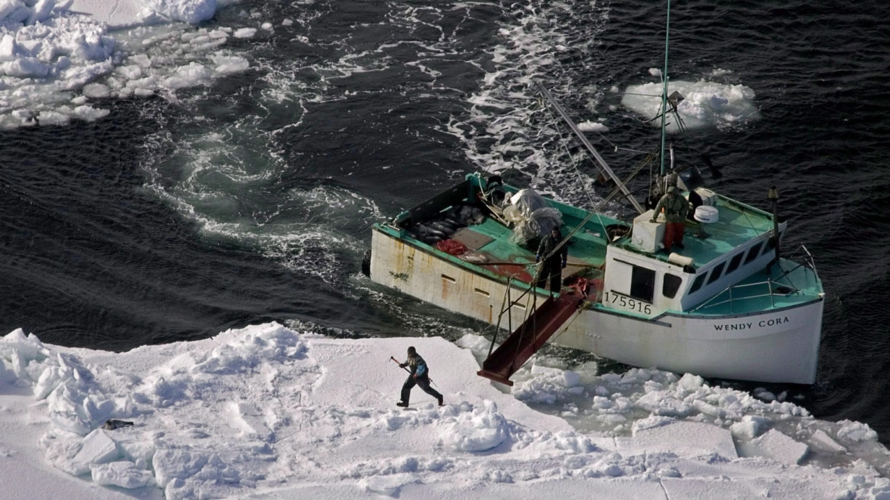Chasse aux phoques dans l'est du Canada.