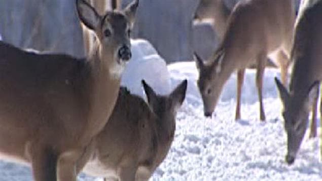 Cerfs de Virginie