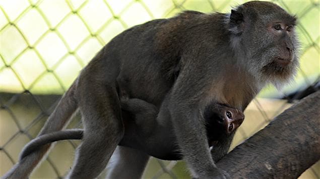 Une femelle macaque et son petit