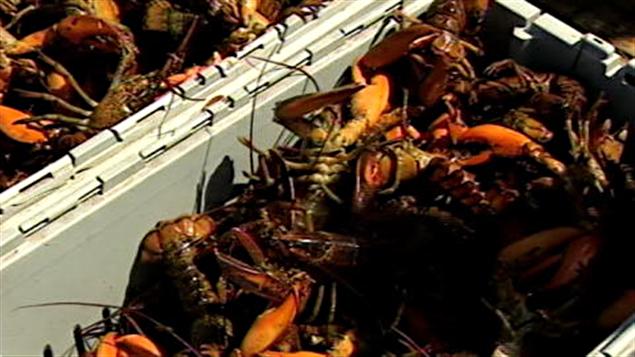 Des caisses de homards