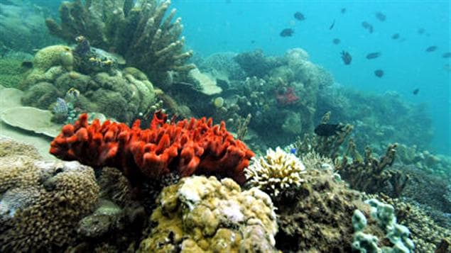 Des coraux dans la zone marine protégée de la baie Honda, aux Philippines