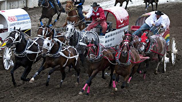 Course de chariots au Stampede de Calgary