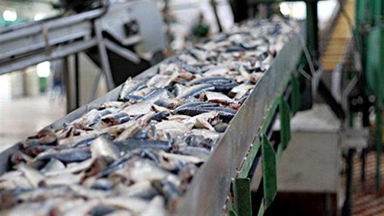 Transformation Des Produits Marins Le Revers De L Embauche De Travailleurs Etrangers Radio Canada Ca