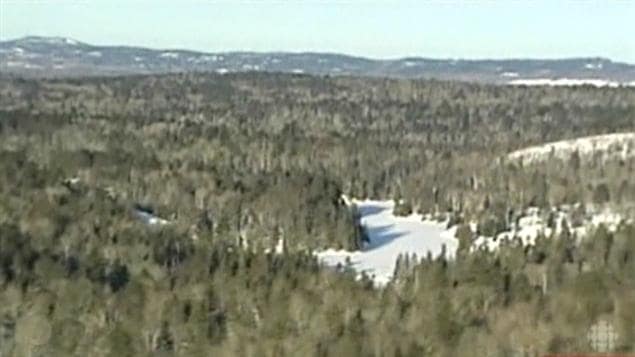 Forêt boréale en hiver