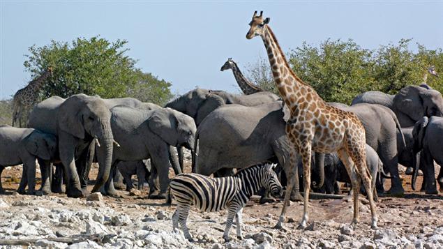 Un zèbre, une girafe et des éléphants
