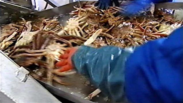 Une nouvelle méthode de transformation du crabe RadioCanada