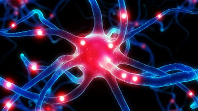 Une cellule nerveuse