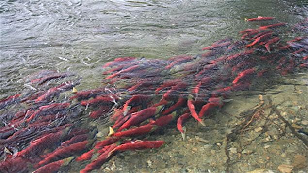 Saumons sockeye