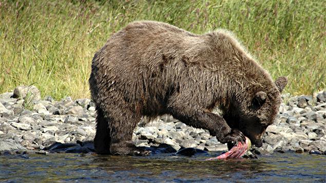 Ours ayant pêché un saumon